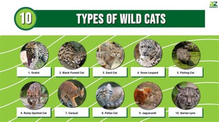 How many wild cats in uk?