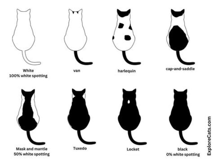 How much are bicolor cats?