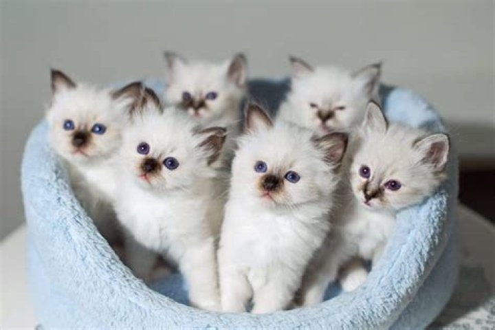 How much are birman kittens?