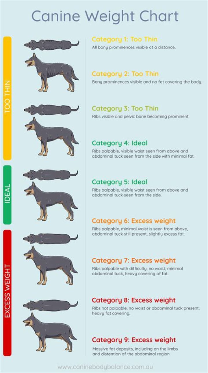 How much claritin to give a dog?