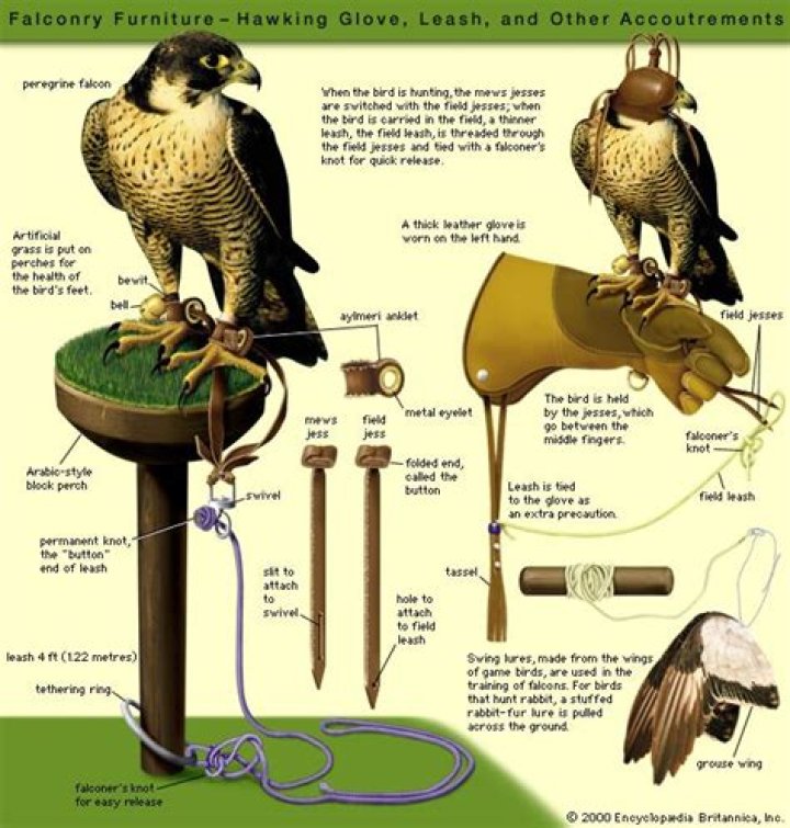 How much do falconers make?