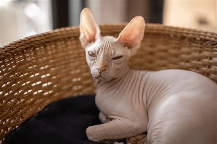 How much do hairless cats cost?