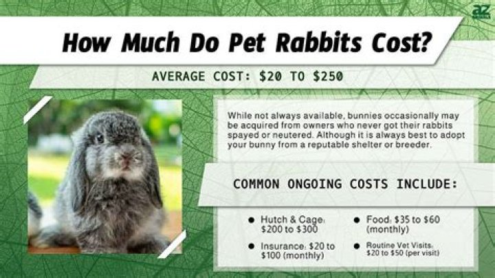 How much do rabbits cost?
