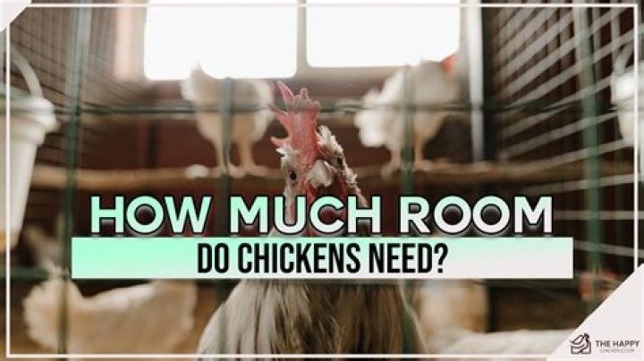 How much headroom do chickens need?