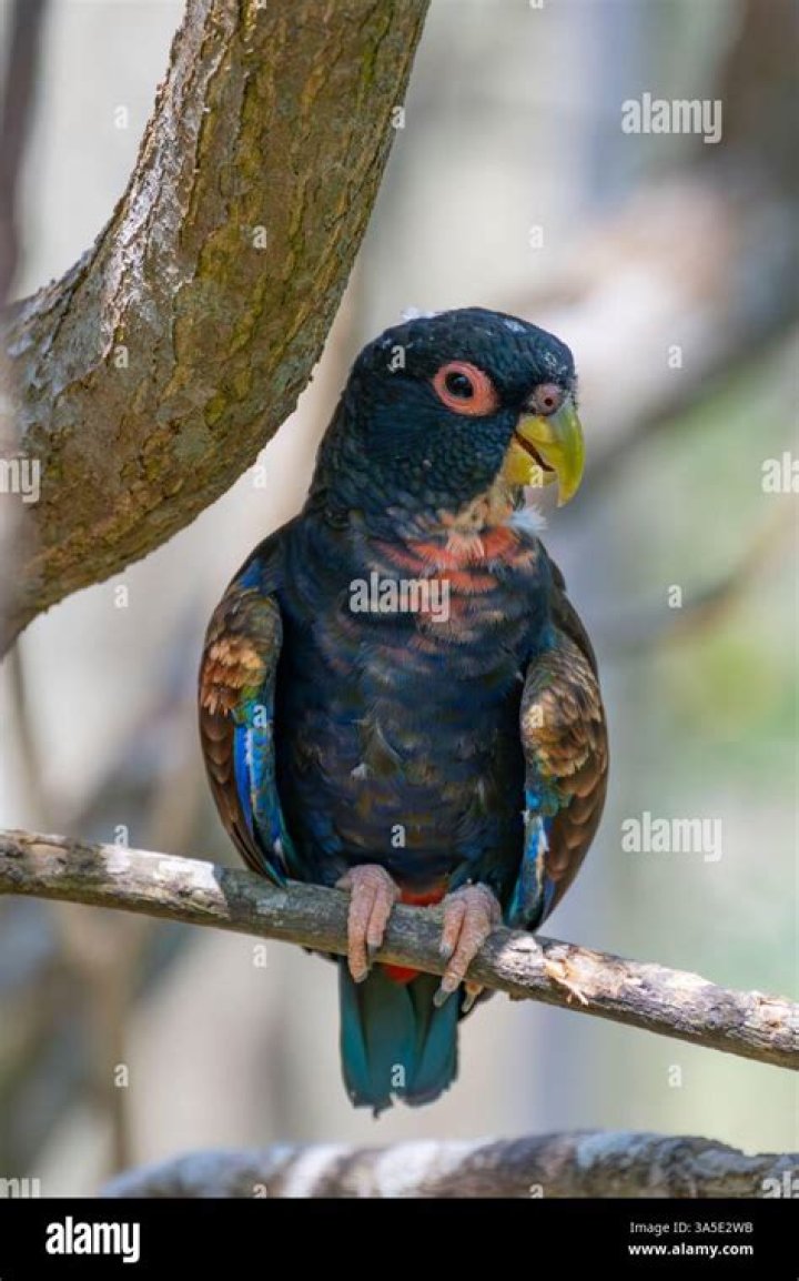 How much is a bronze winged pionus?