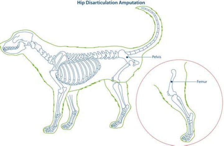How much is a dog leg amputation?