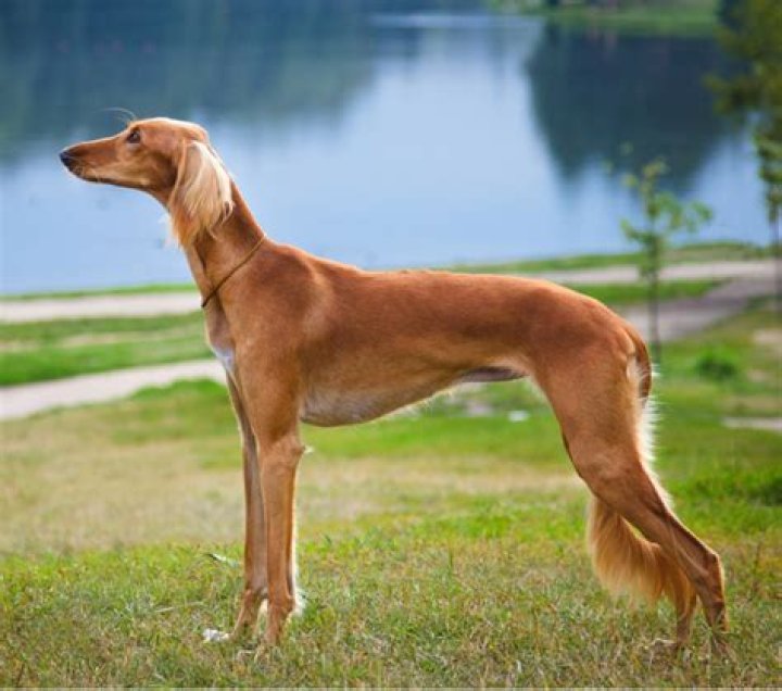 How much is a saluki puppy?