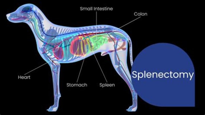 How much is a splenectomy in dogs?