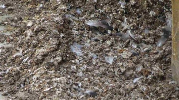 How much is guano worth?