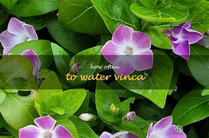 How much water do vincas need?