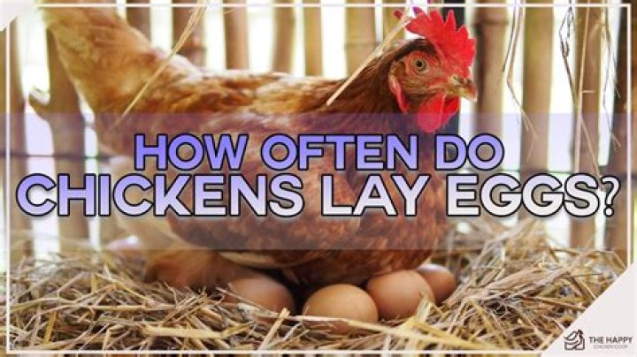 How often do caiques lay eggs?