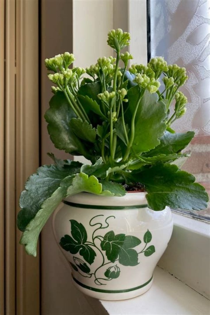 How often do kalanchoes bloom?