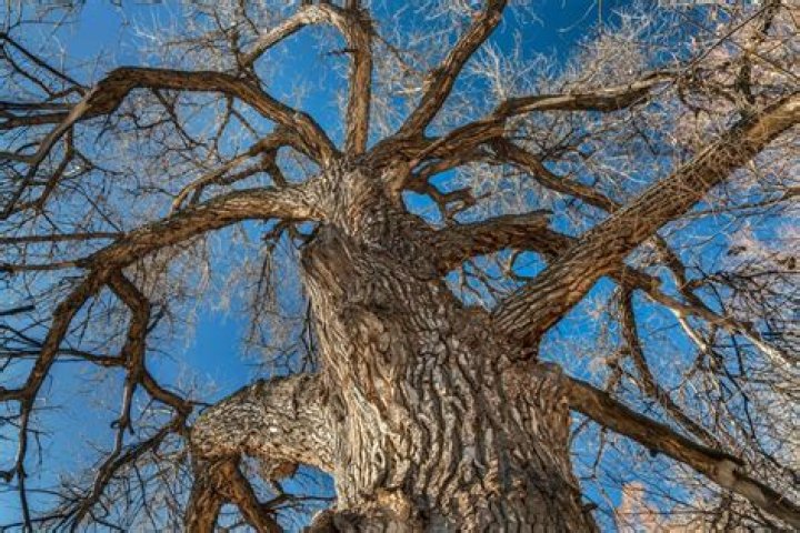 How old do cottonwoods get?