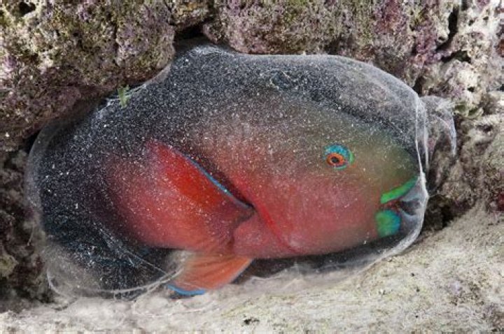 How parrotfish make sand?