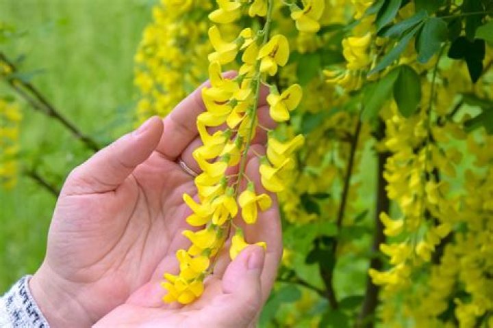 How poisonous is laburnum?