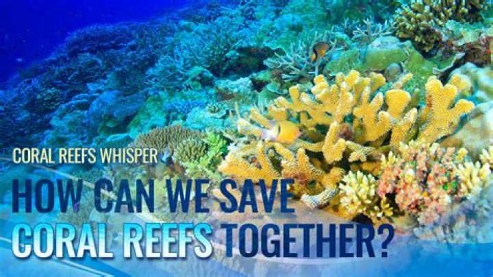 How reefs are mismanaged?