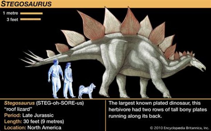 How stegosaurus got its name?