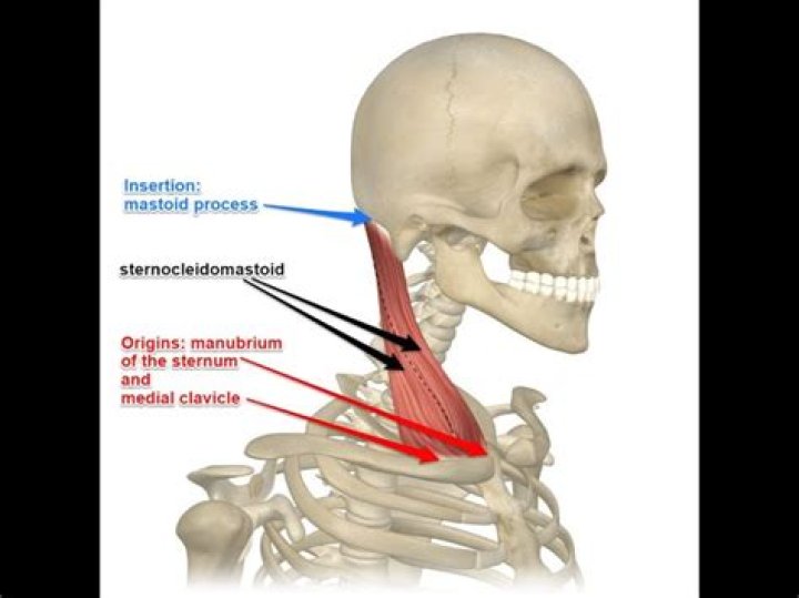 How sternocleidomastoid get its name?