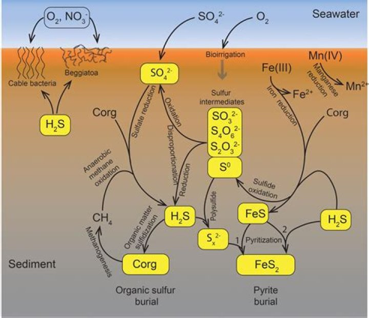 How sulfide mineral is formed?