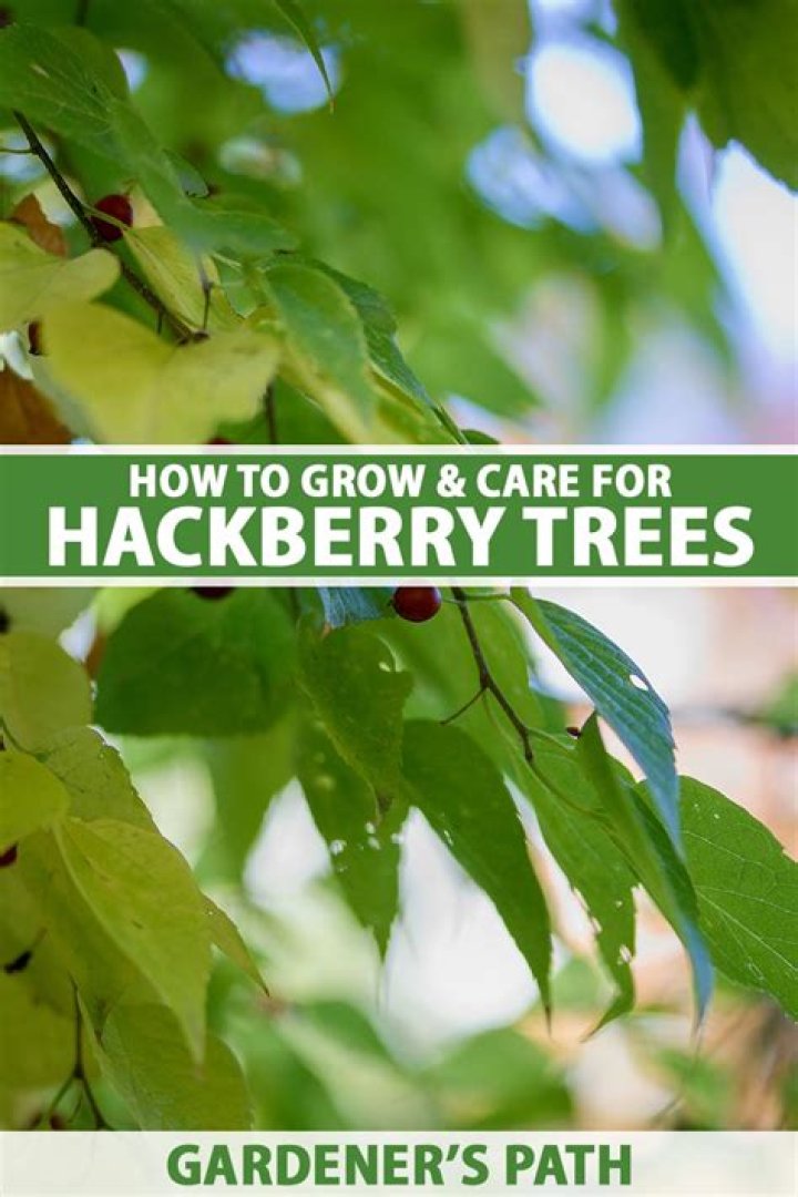 How tall do hackberry trees grow?