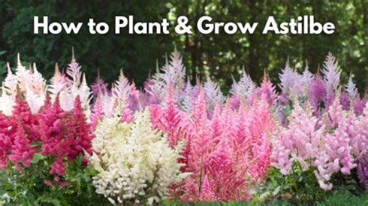 How tall does astilbe grow?