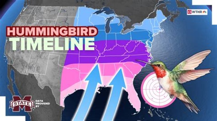 How territorial are hummingbirds?