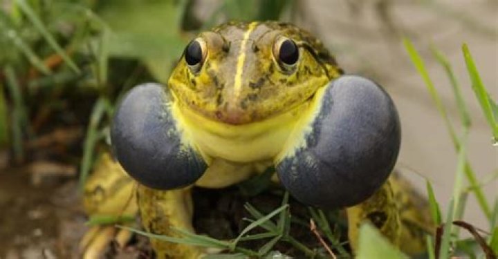 How the frog croaks?