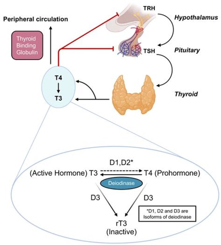 How thyroxine affects metabolism?