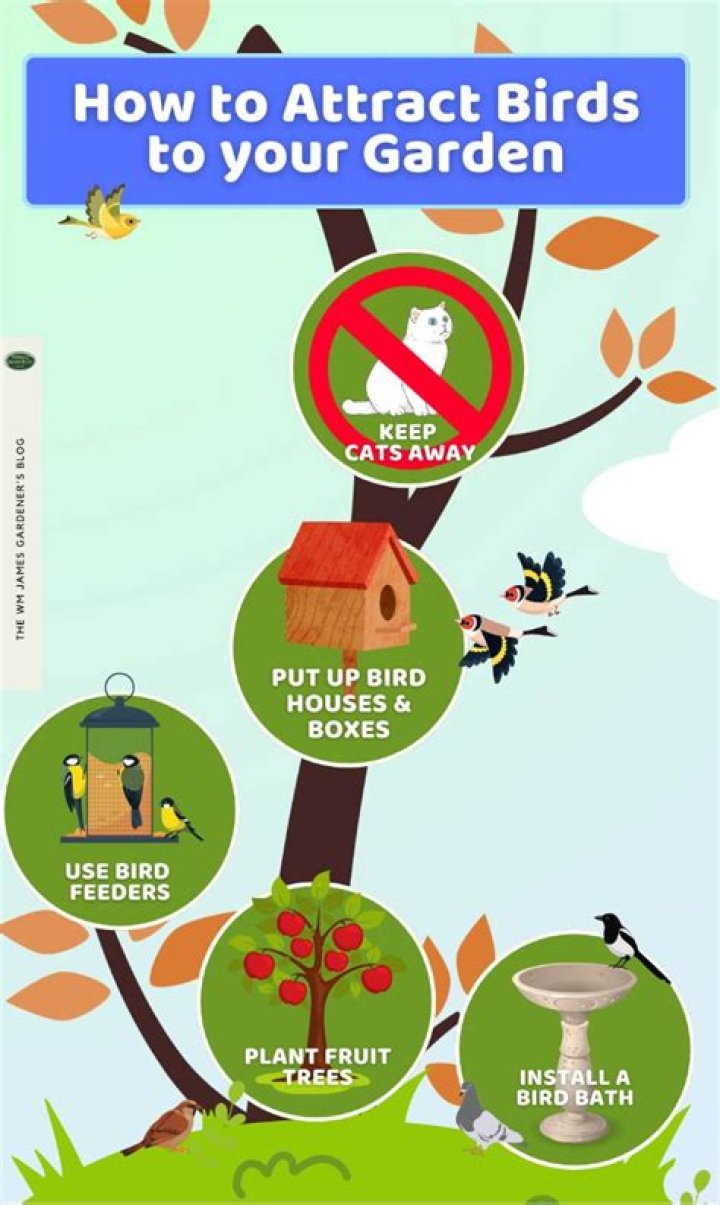 How to attract a woodpecker to your garden?