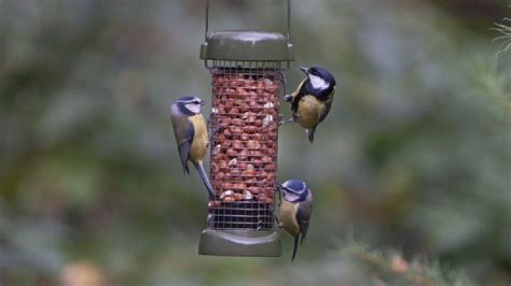 How to attract goldcrests?