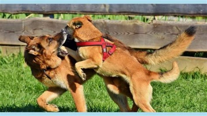 How to break up a dogfight?