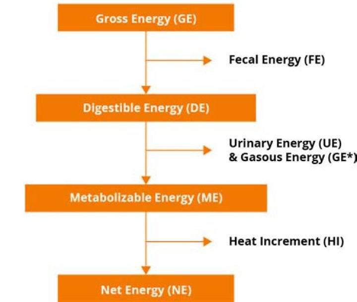 How to calculate digestible energy?