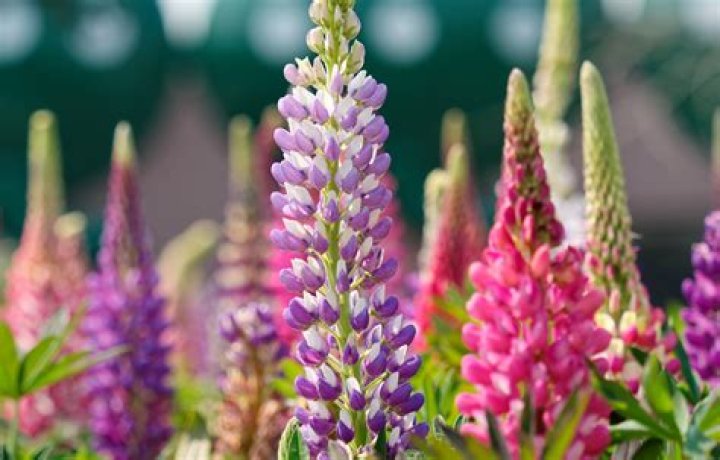 How to care for lupins?