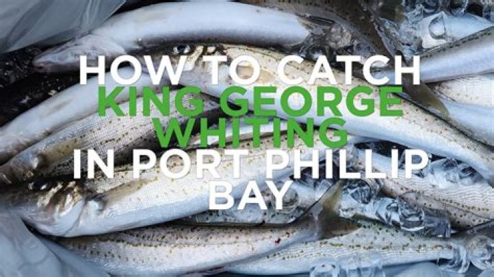 How to catch king george whiting in port phillip bay?