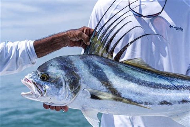 How to catch rooster fish from shore?
