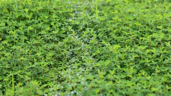 How to control lespedeza weed?