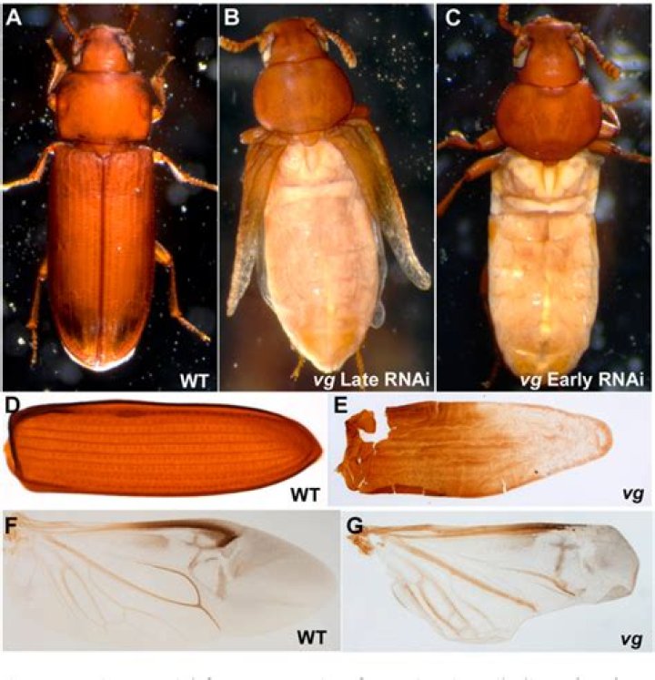 How to control tribolium castaneum?