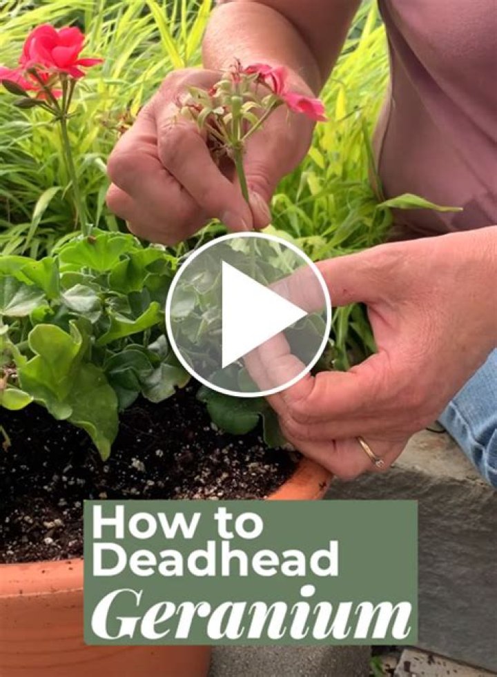 How to deadhead aquilegia?