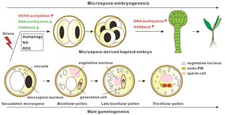 How to define embryogenesis?