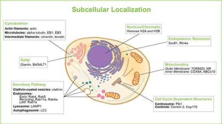 How to determine subcellular localization of a protein?