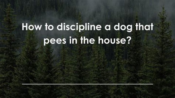 How to discipline a dog that pees in the house?