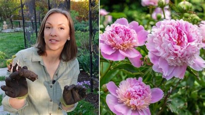 How to divide fernleaf peony?