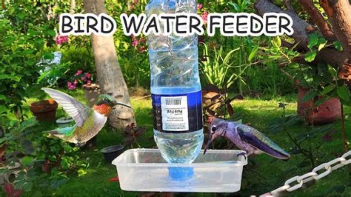 How to entice birds to a feeder?