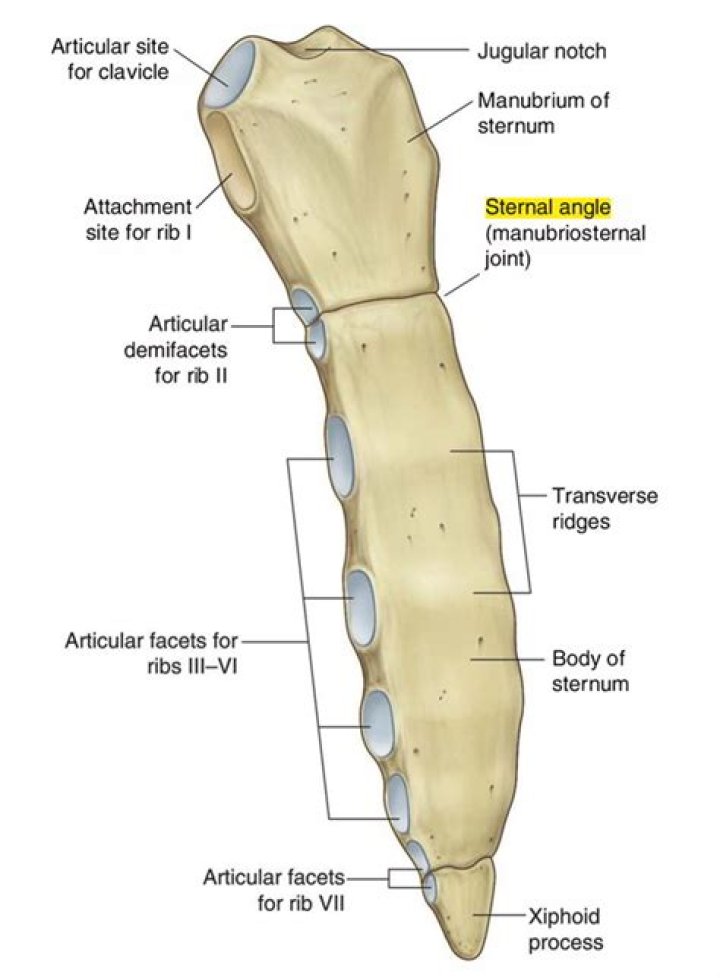 How to find sternal angle?