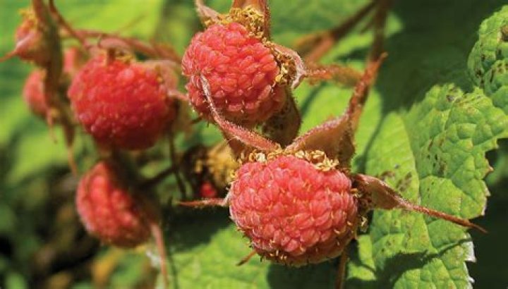 How to forage salmonberry?