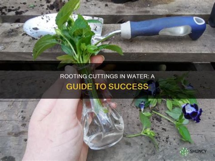 How to get plant cuttings to root?