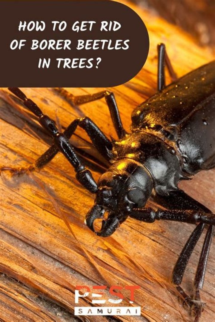 How to get rid of borer bees?