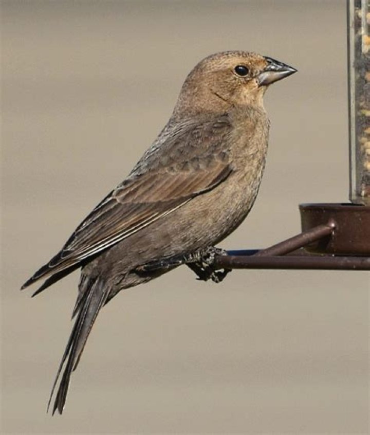 How to get rid of brown headed cowbirds?