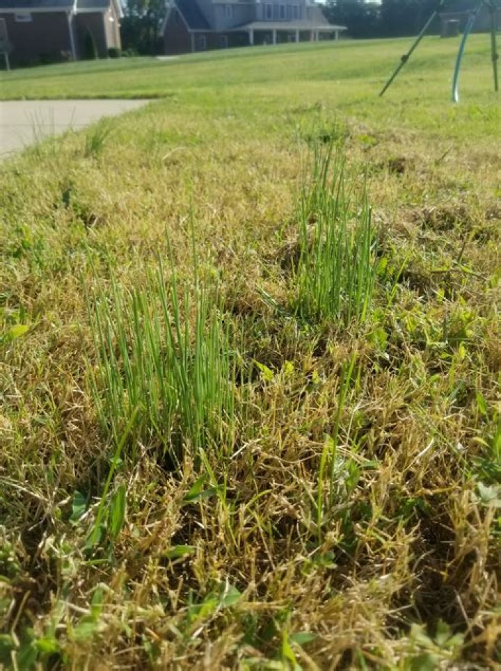 How to get rid of grass naturally?