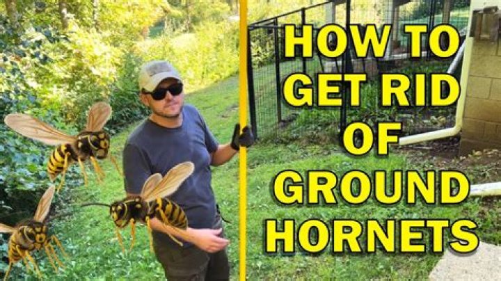 How to get rid of ground hornets?